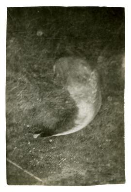 Poisson dans le gazon