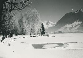 Arbres et montagne en hiver
