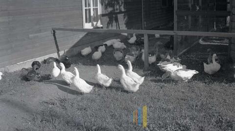 Original Document numérique not accessible