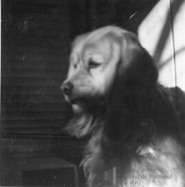 Photo de Zita le chien