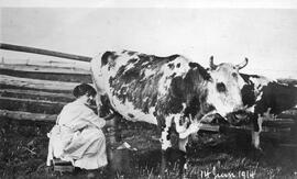 Femme tirant une vache