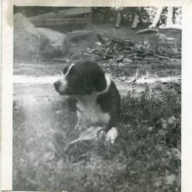 Un chien à l’extérieur