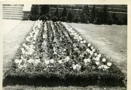 Parterre de fleurs
