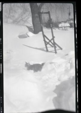 Un chat dans la neige