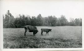 Une vache et un veau dans un champ