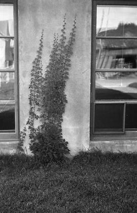 Collège St-Marc 1950