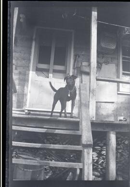 Un chien sur le perron d'une maison